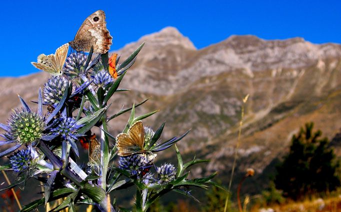 foto farfalle con sfondo del Gran Sasso D'Italia a L'Aquila